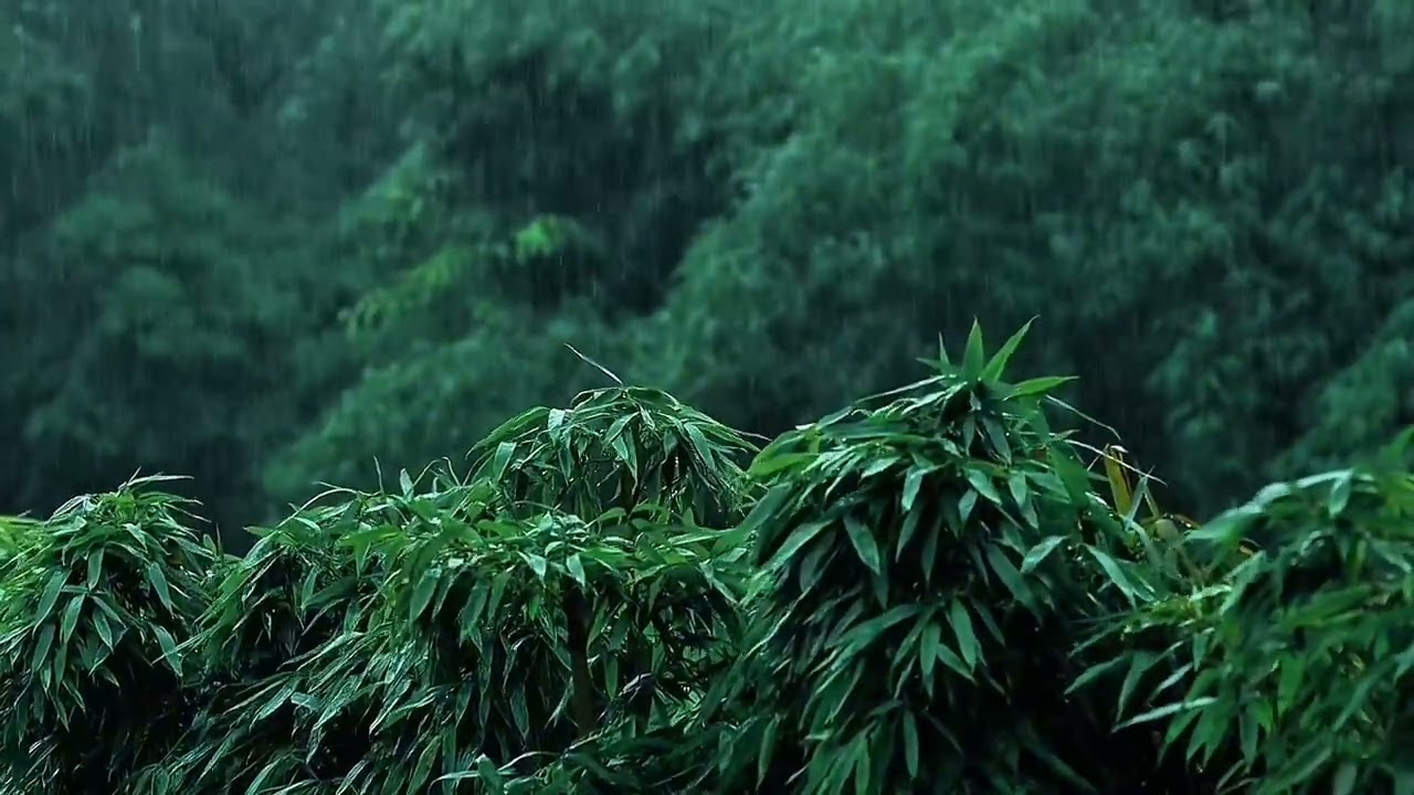 Judul:3 Hours of Rain on Bamboo Leaves | Peaceful Nature Ambience for Sleep & Relaxation