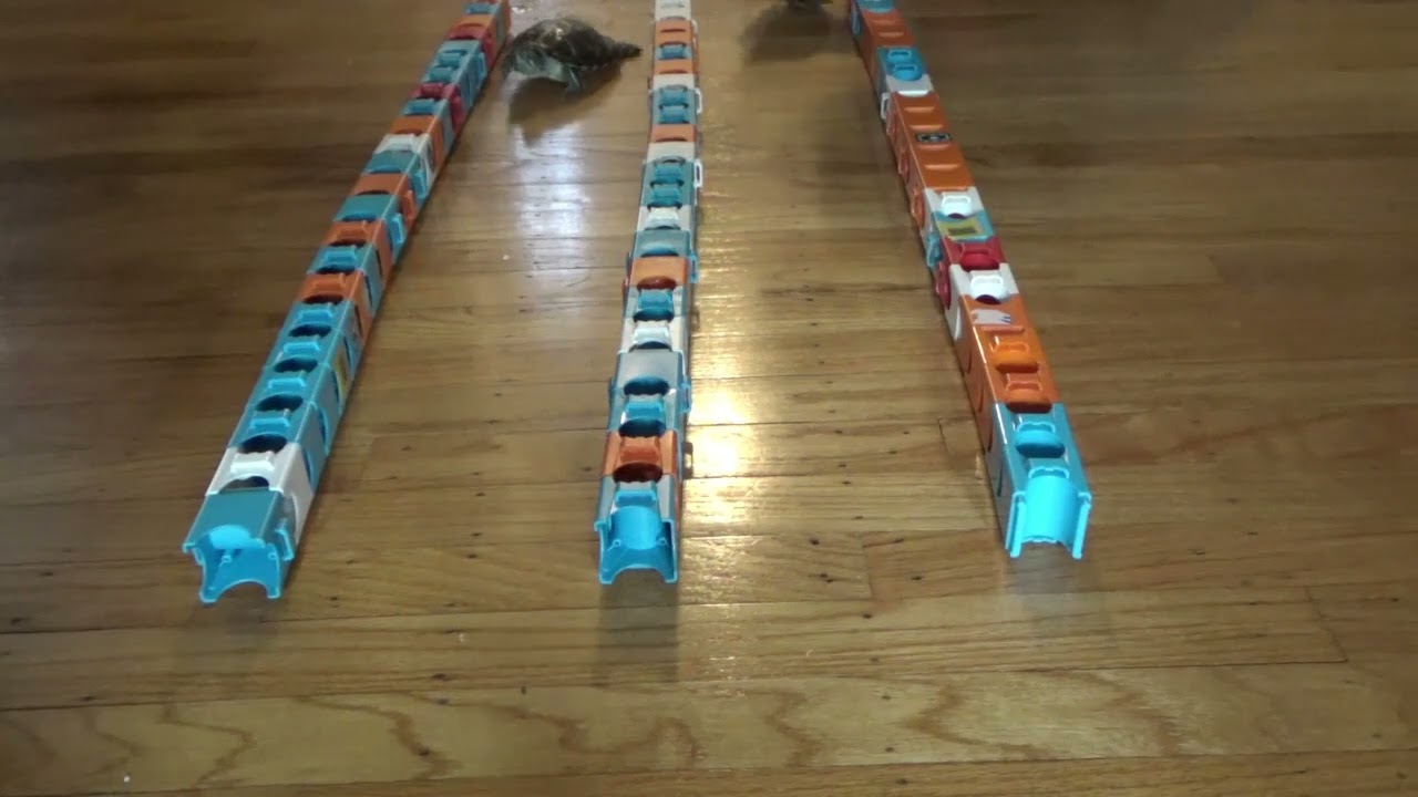 Turtle Racing and Useful Tips for Turtle Care