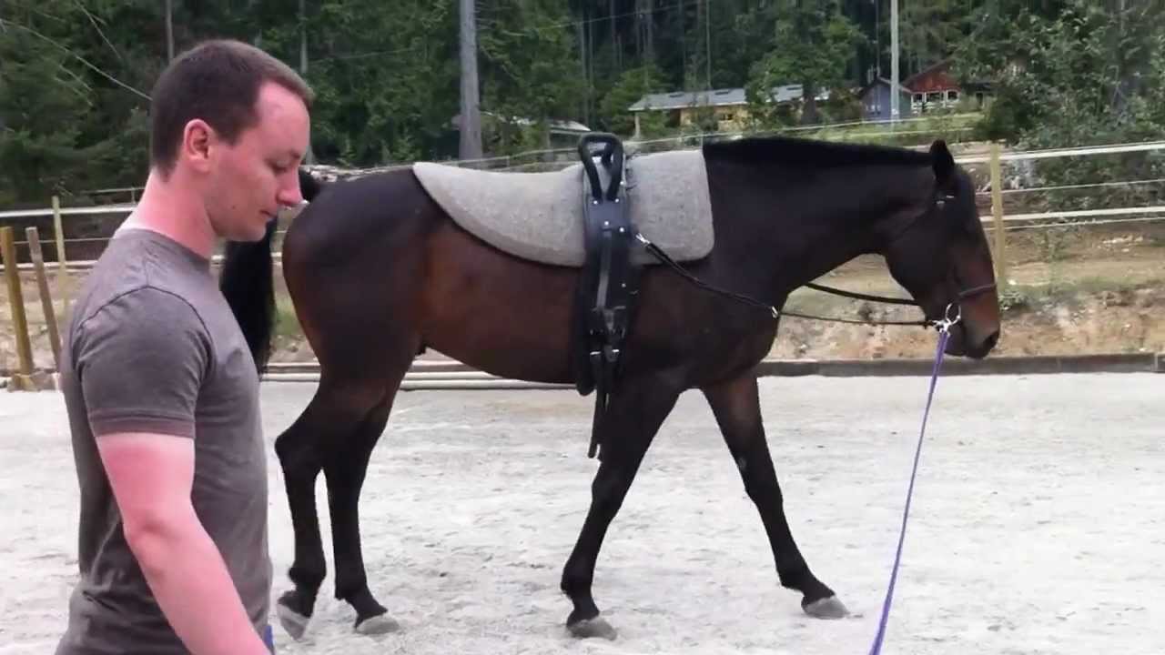 Introducing a New Horse to Vaulting