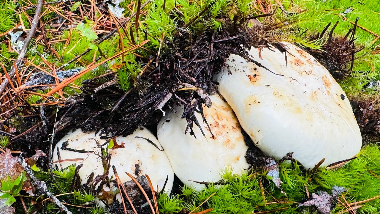 Hôm nay 2VC lại BỘI THU, gần 20kg nấm Tùng Nhung mê quá mê 🇨🇦1891》 Pine Mushrooms | Matsutake