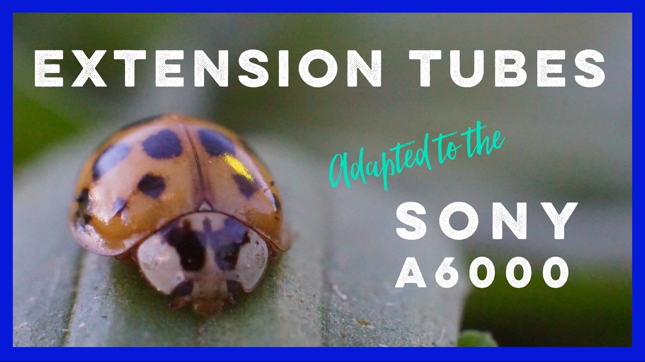Go Macro With Extension Tubes Adapted To The Sony A6000