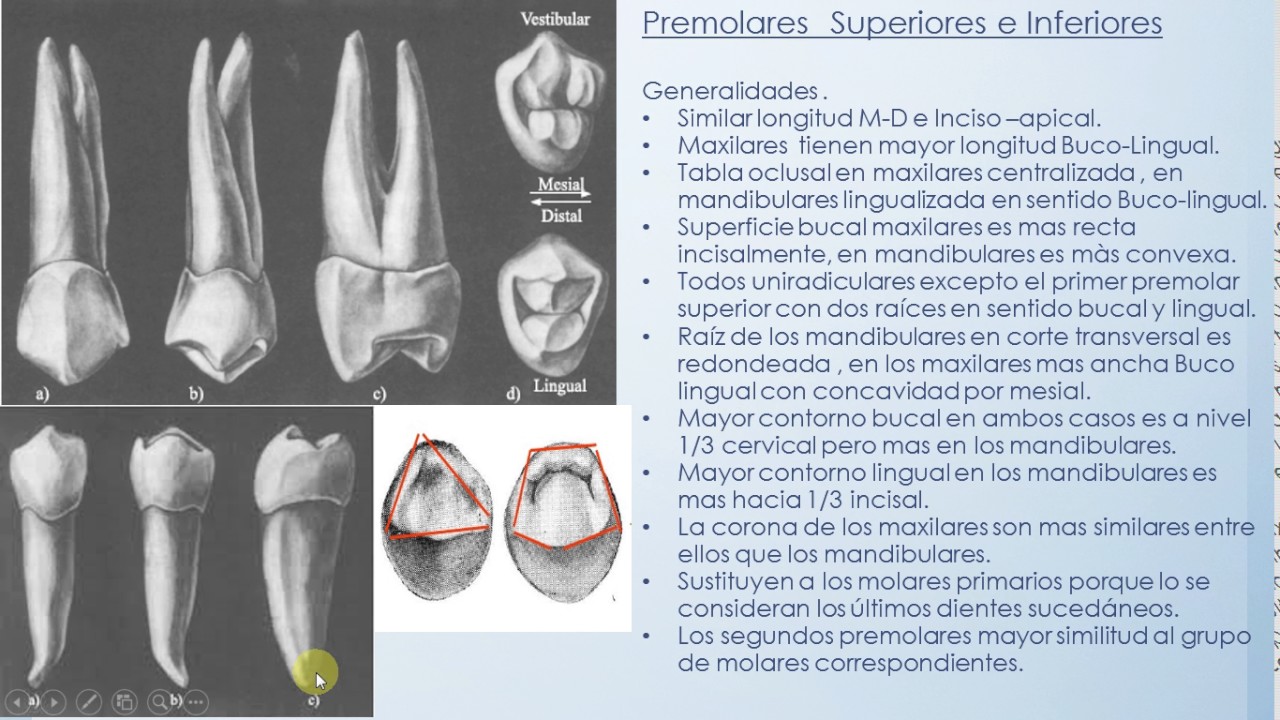 Premolares Generlidades Primer Premolar Maxilar