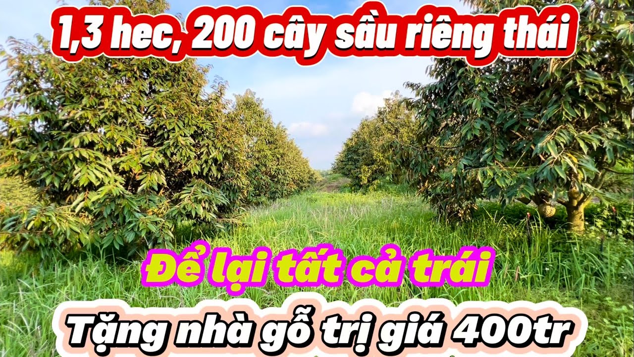 200 cây sầu riêng thái thu bói cực đẹp. Tặng nhà gỗ đẹp, đủ tiện nghi. Tặng trái mùa này. S: 1,3 ha