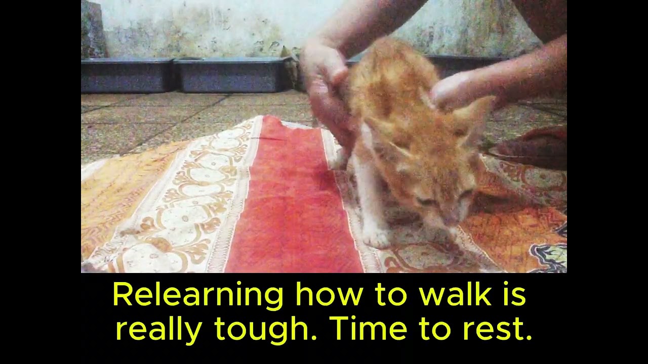 Mischa's Journey. The story about a paralyzed kitten