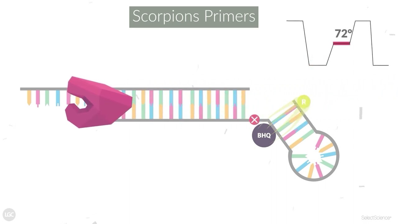 Why use Scorpions Primers?