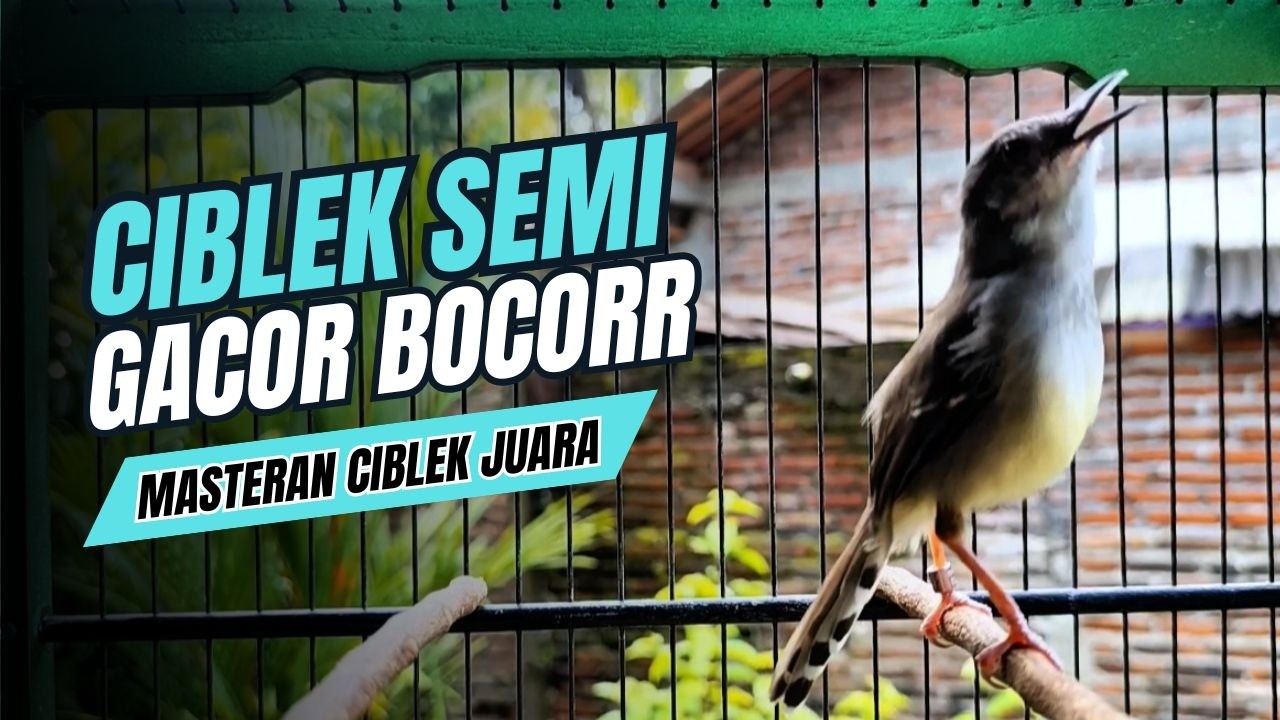 SUARA burung CIBLEK GACOR NGEBREN untuk Pancingan Ciblek Semi bahan JADIKAN ciblek kristal GACOR