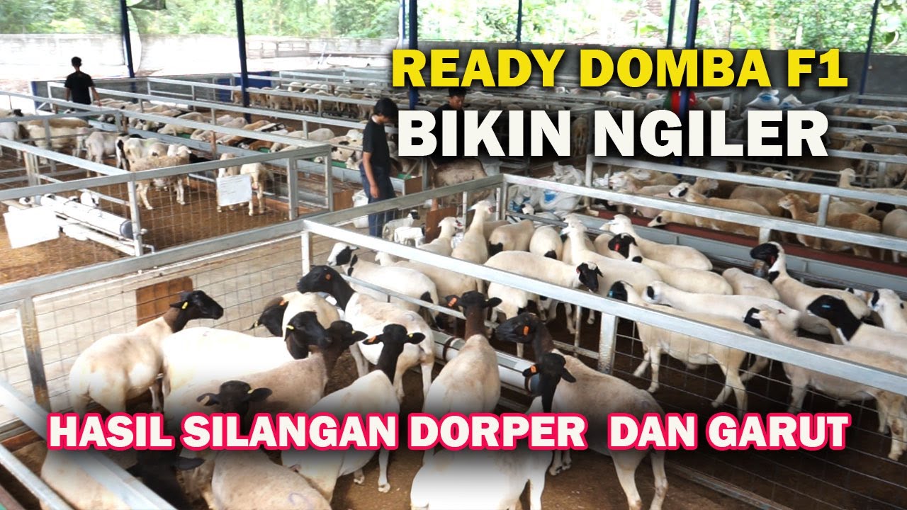 PECAH TELUR,LAGI BANYAK DICARI❗NGERI SILANGAN RATUSAN DOMBA DORPER VS 400AN KOLONI GARUT