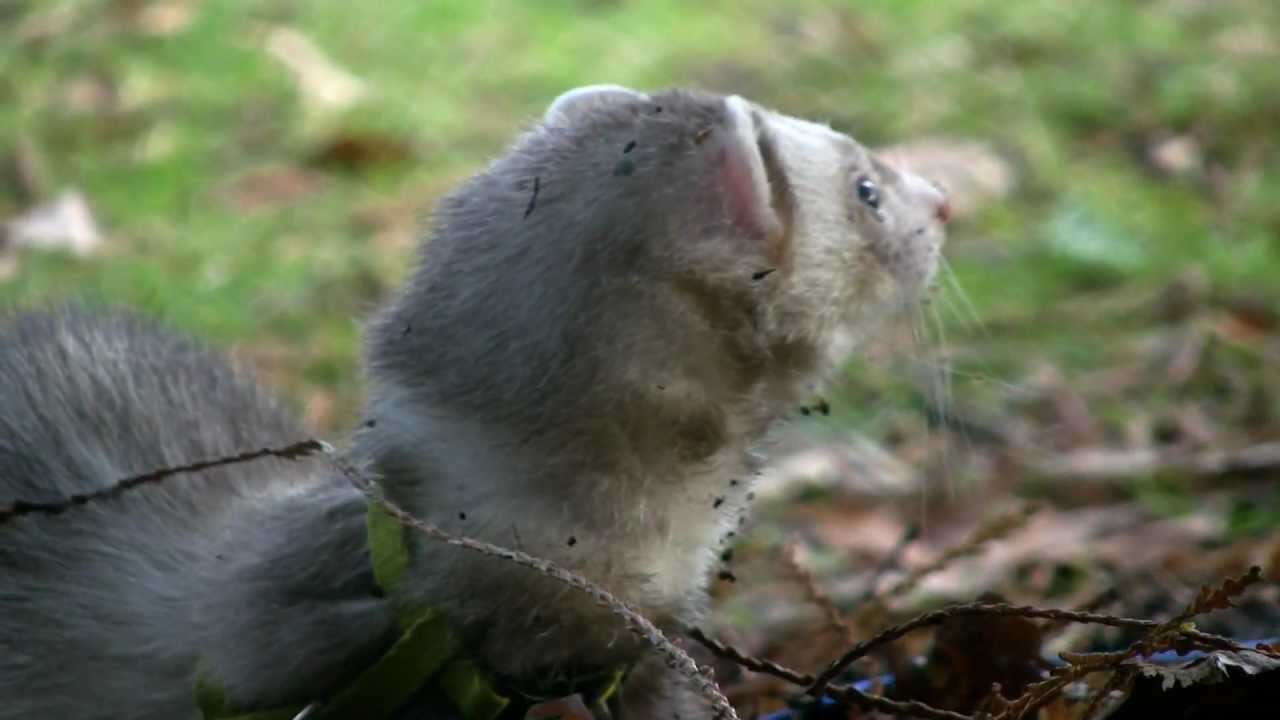 Walking Jasper the Ferret