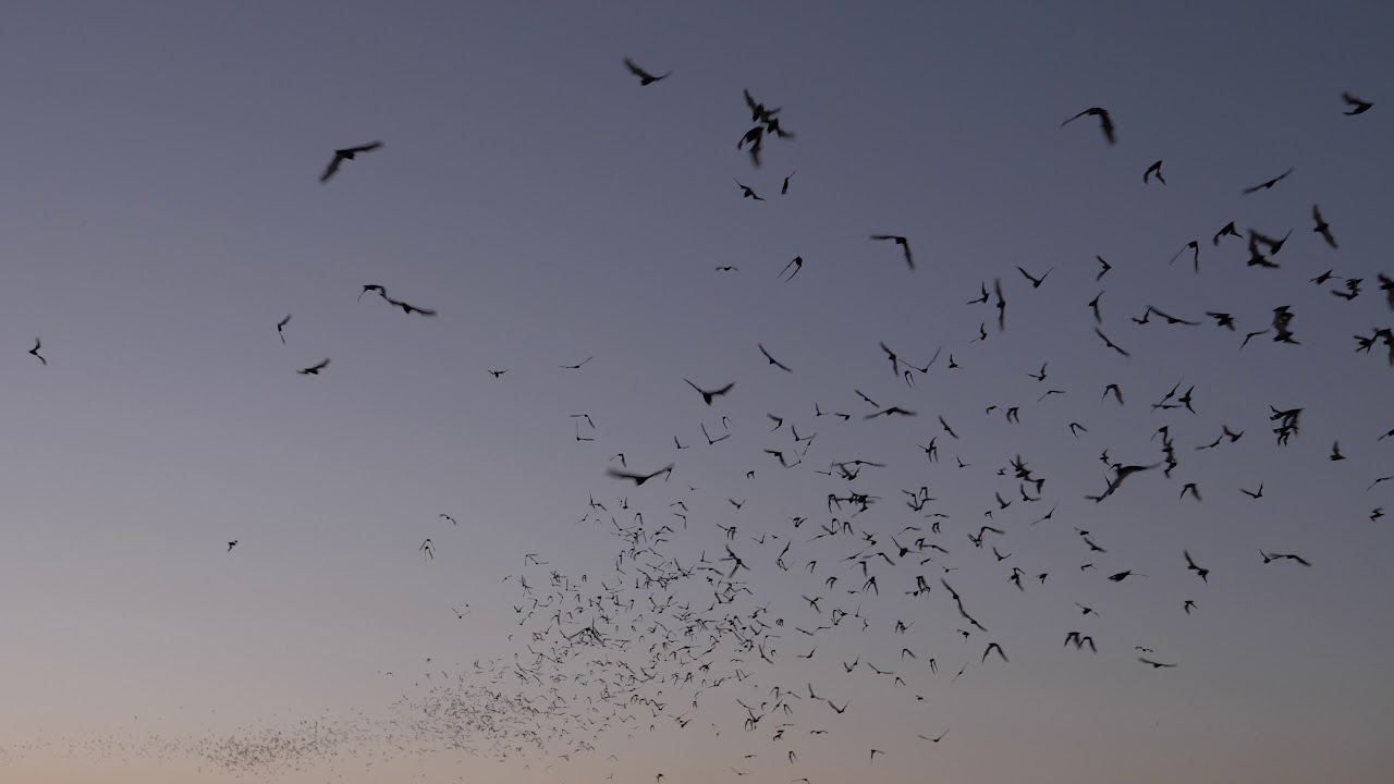 Southern California Bats - Mexican Free Tailed Bat