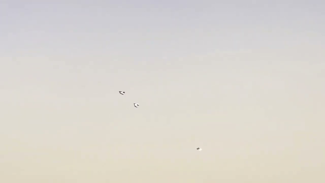 حمام لوت طيار المنصوري نهائي بوطه المختار اول طير حمر بوعامر ثاني طير حمر البوطة ثالث طيره حمره فرخه