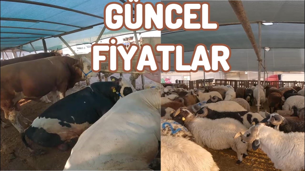 BORNOVA / IŞIKKENT KURBAN PAZARI- 2024 / ALACAKLARIN DİKKATİNE !! TÜM DETAYLAR VİDEO DA !!