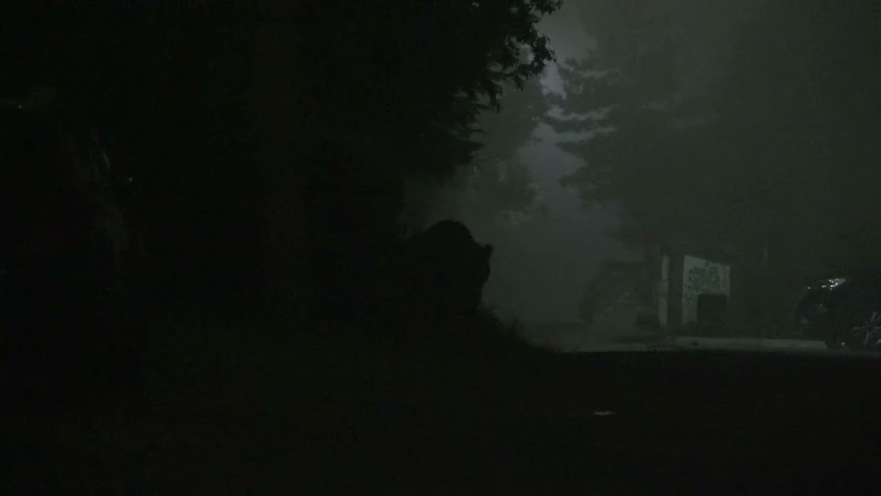 Urs in ceata, Romania 2021 / Bears in Romania by Ursuletul Carcotas