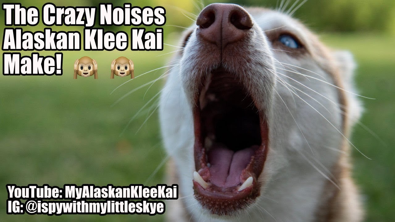 Alaskan Klee Kai: Crazy noises my Mini Huskies make!