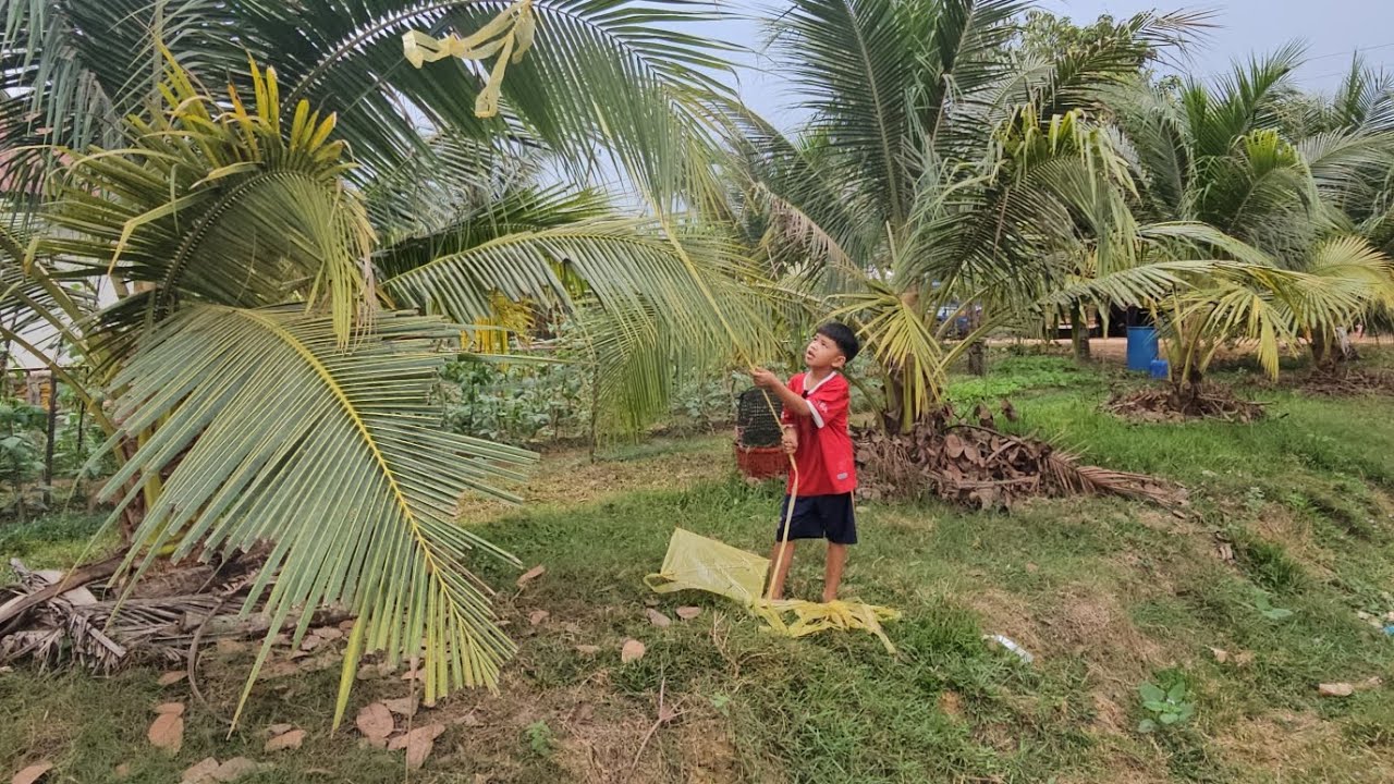 ខ្លែង​សុីង​ ហោះអេមខ្លាំងណាស់​ ទាស់តែហោះៗធ្លាក់ជាប់ចុងដូង​ #viralvideo #video #funny #kite 