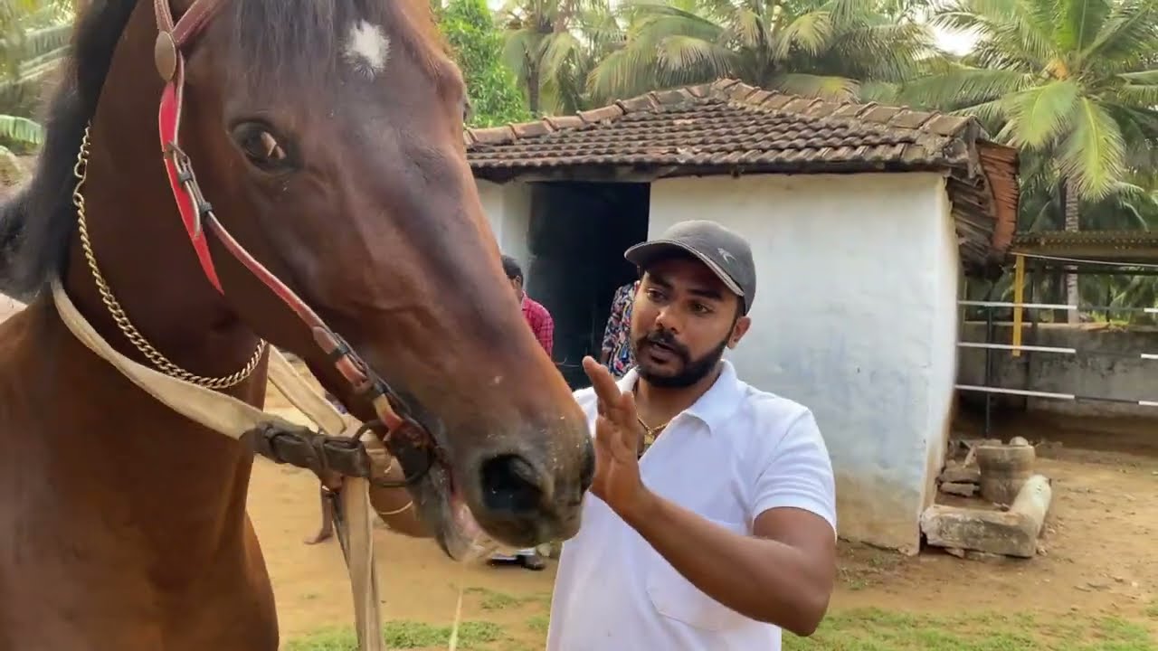தமிழ்நாட்டுக்  குதிரை முதல் வட நாட்டுக் குதிரை வரை அசத்தும்  இளைஞர்