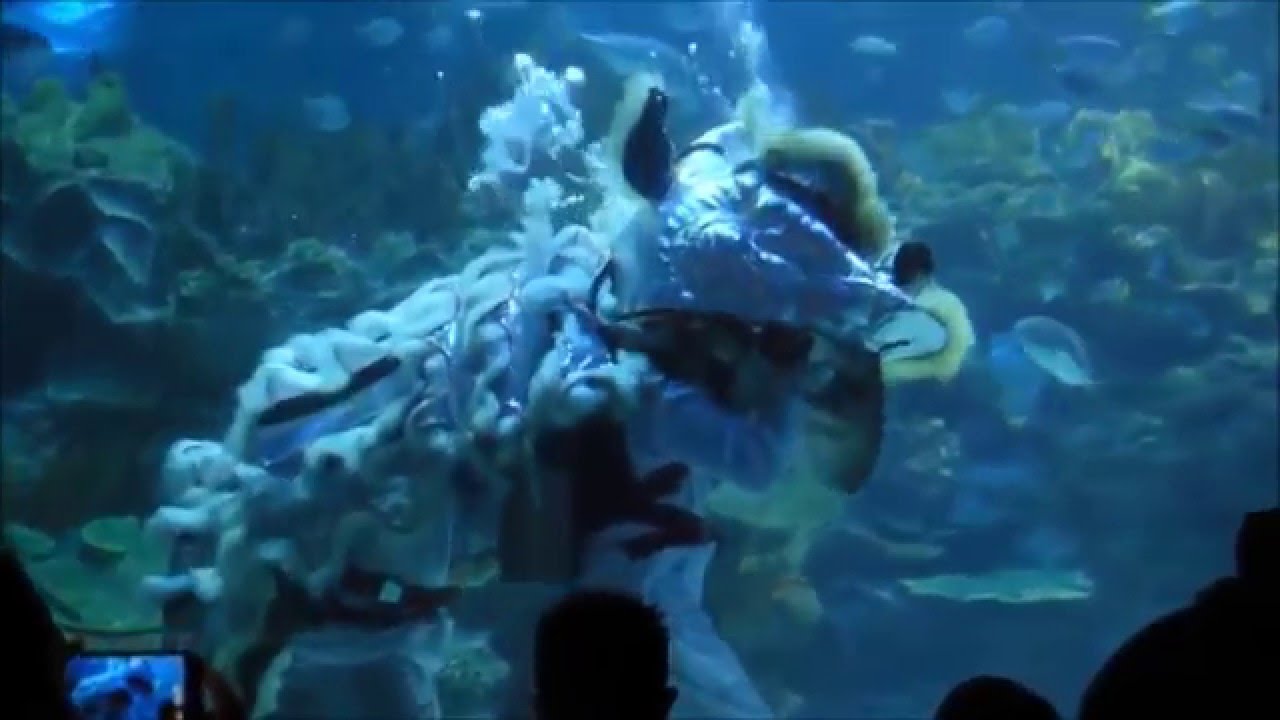 Underwater lion dance 粤语新年儿歌