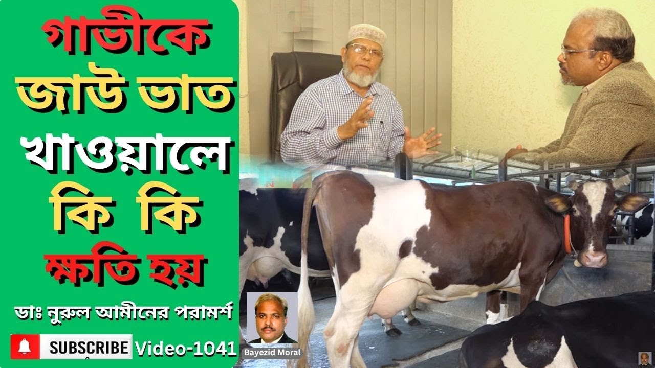 গাভীকে জাউ ভাত খাওয়ালে কিভাবে ক্ষতি হয় | বলছেন ডাঃ নুরুল আমীন | cows bed feeding | Bayezid morol