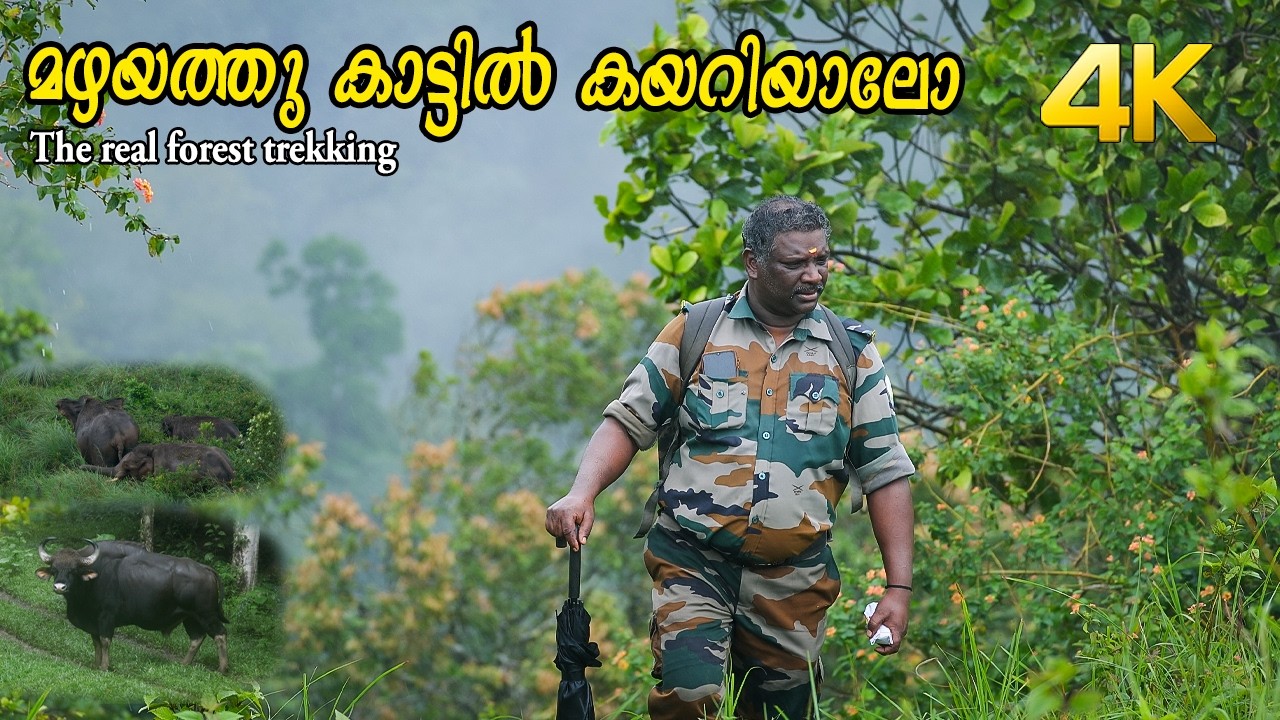 ആന കോട്ടവായിടുന്നത് കണ്ടിട്ടുണ്ടോ !!! 4K