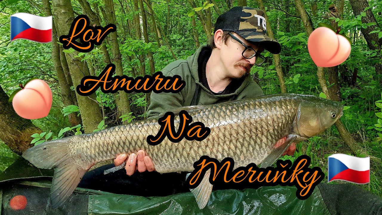 Lov amuru na meruňky