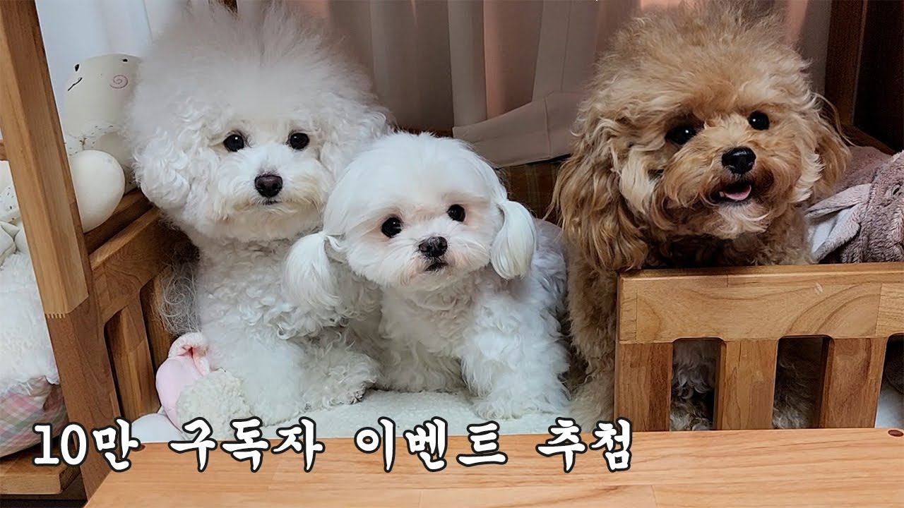 순덕순덕 구독자 10만 달성 이벤트! 여러분 감사드립니다~🧡