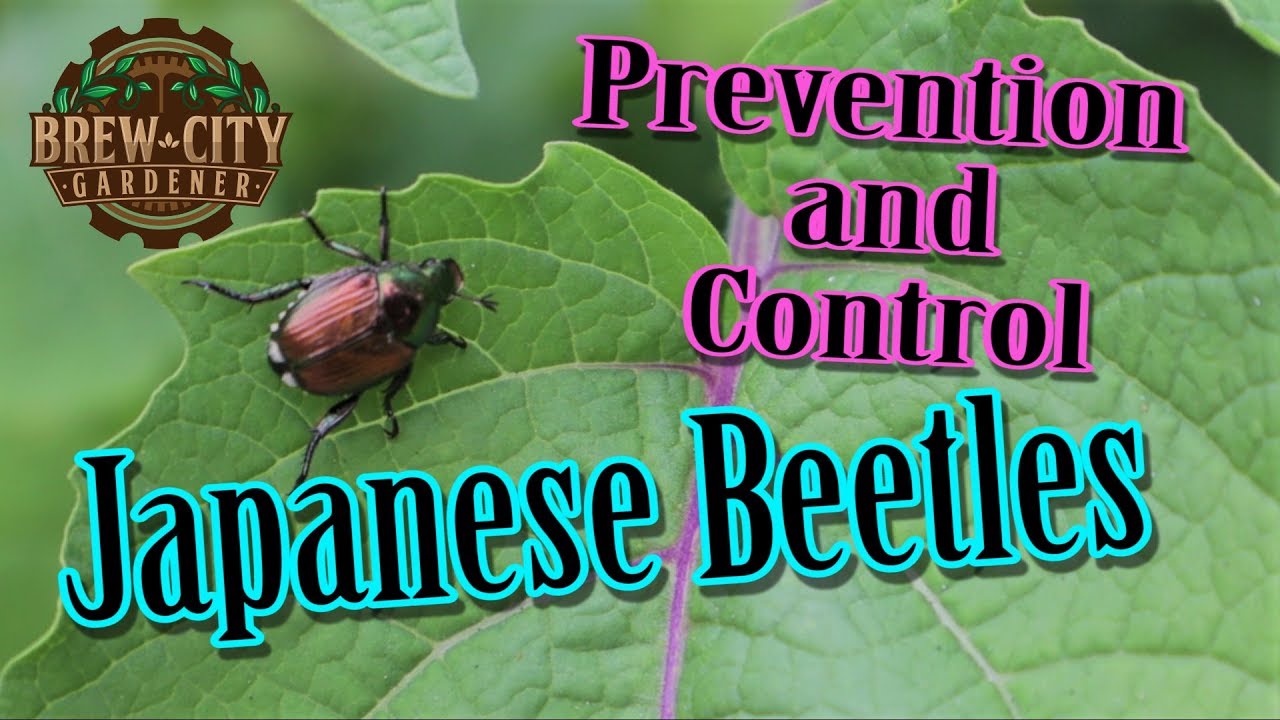 Japanese Beetles - Prevention and Control