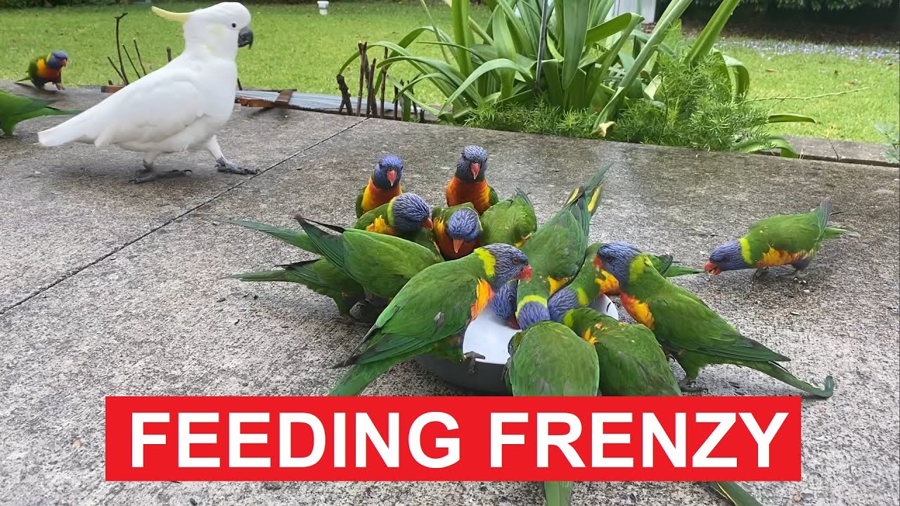 Rainbow Lorikeets Feeding Frenzy #lorikeet #birdsounds