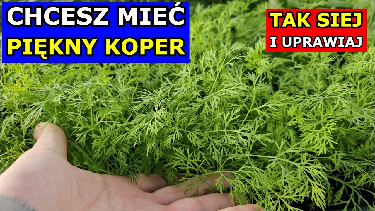 Chcesz mieć PIĘKNY KOPER, tak go Uprawiaj. Jak siać Koper ogrodowy, dlaczego PADA. Uprawa W PRAKTYCE