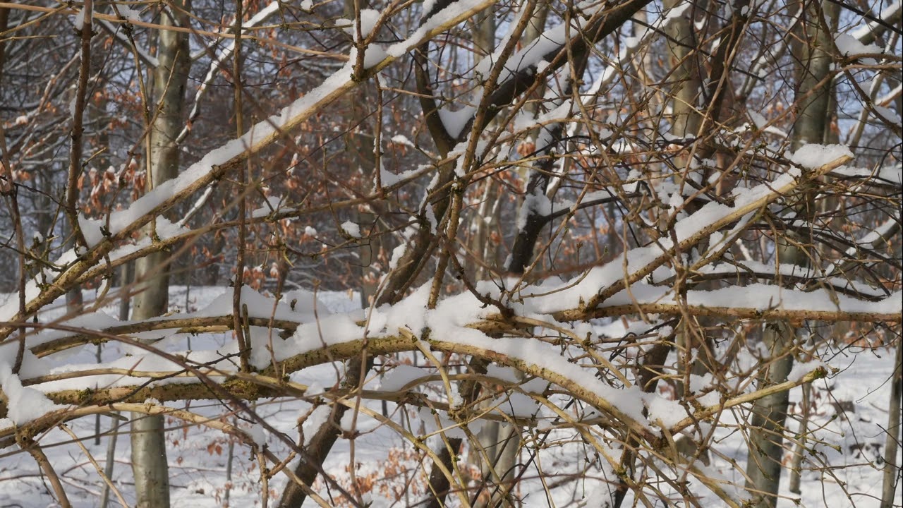 Snow‑Covered Branches