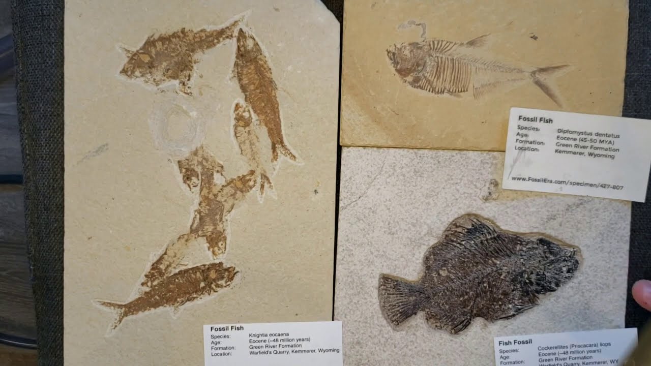 FULL fossil collection tour!