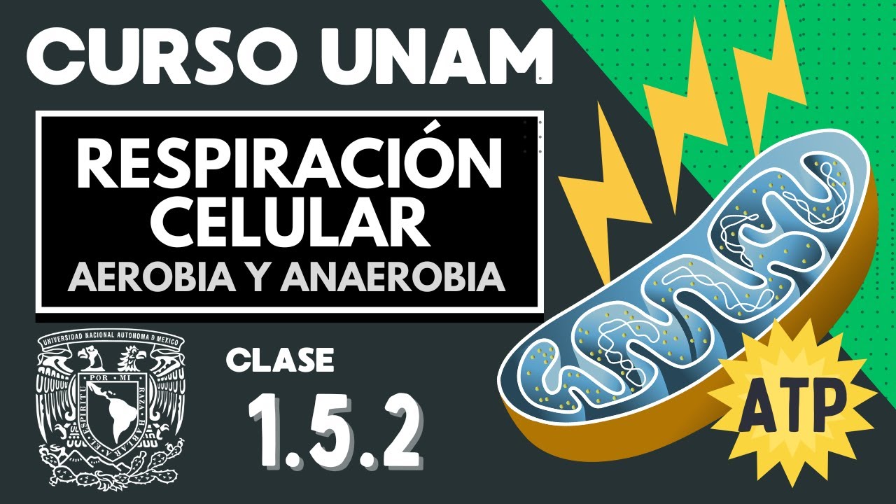 🌱 RESPIRACIÓN | Anaerobia y aerobia | Examen UNAM | Glucólisis | Fermentación | Balance energético