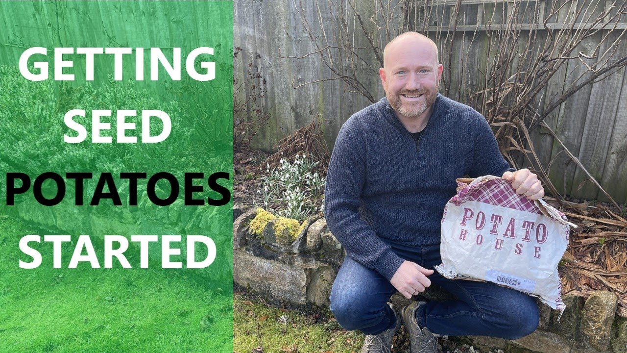 Growing Potatoes - Preparing Seed Potatoes