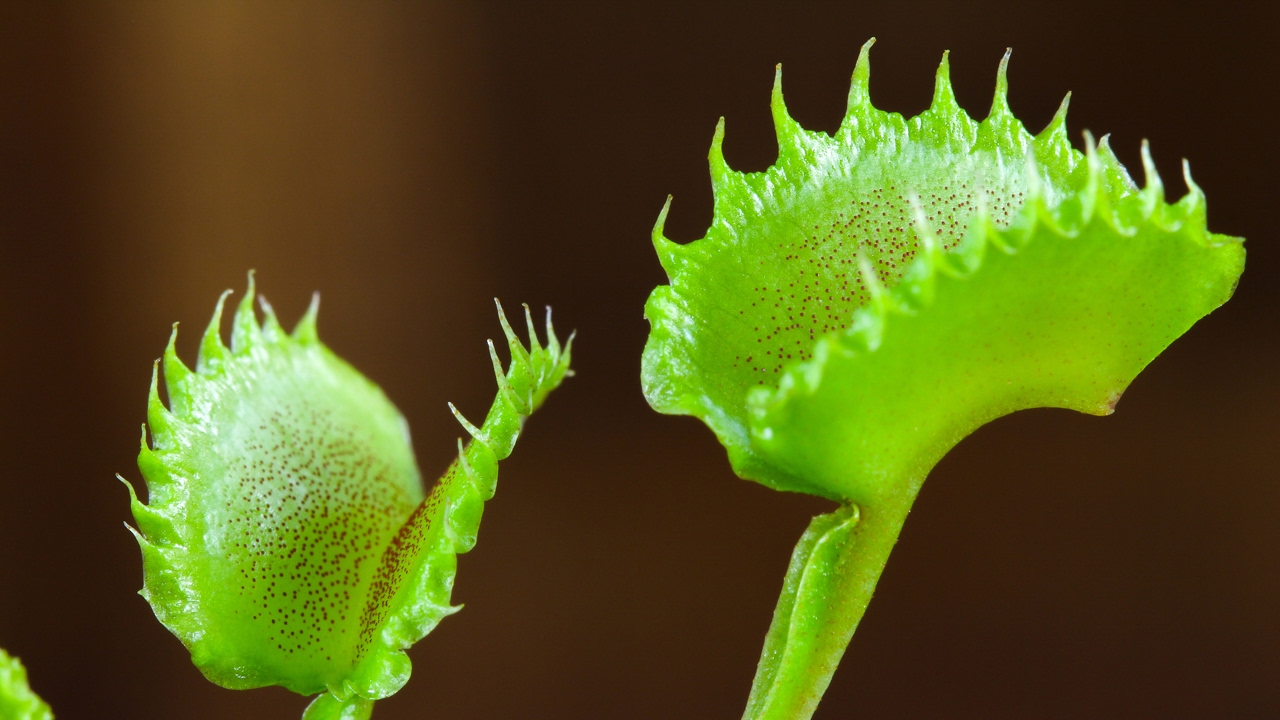 Seed grown Venus flytraps (Dionaea muscipula)