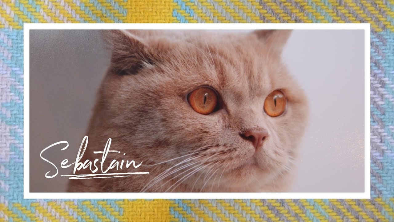 Maison De Moggy - Sebastian