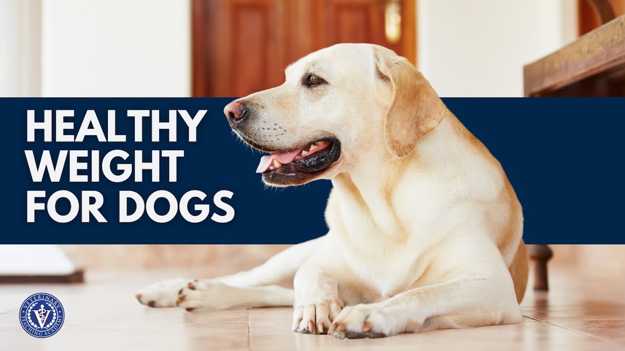 Tips on Weight and Weight Gain in your Dog