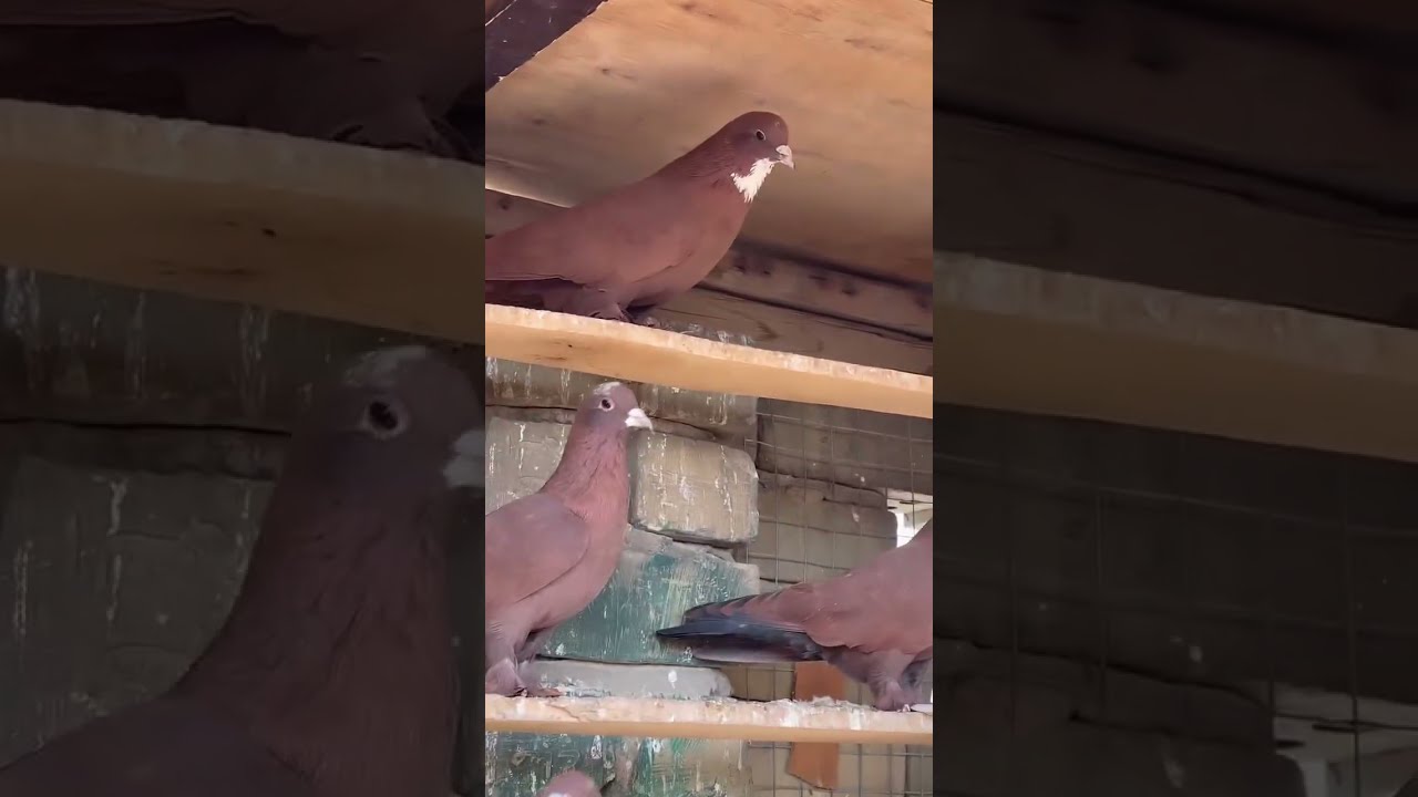 28 فحل أو 26 طيره ملأت علاوي يطيرن بعلاوي شاهد الأخير 