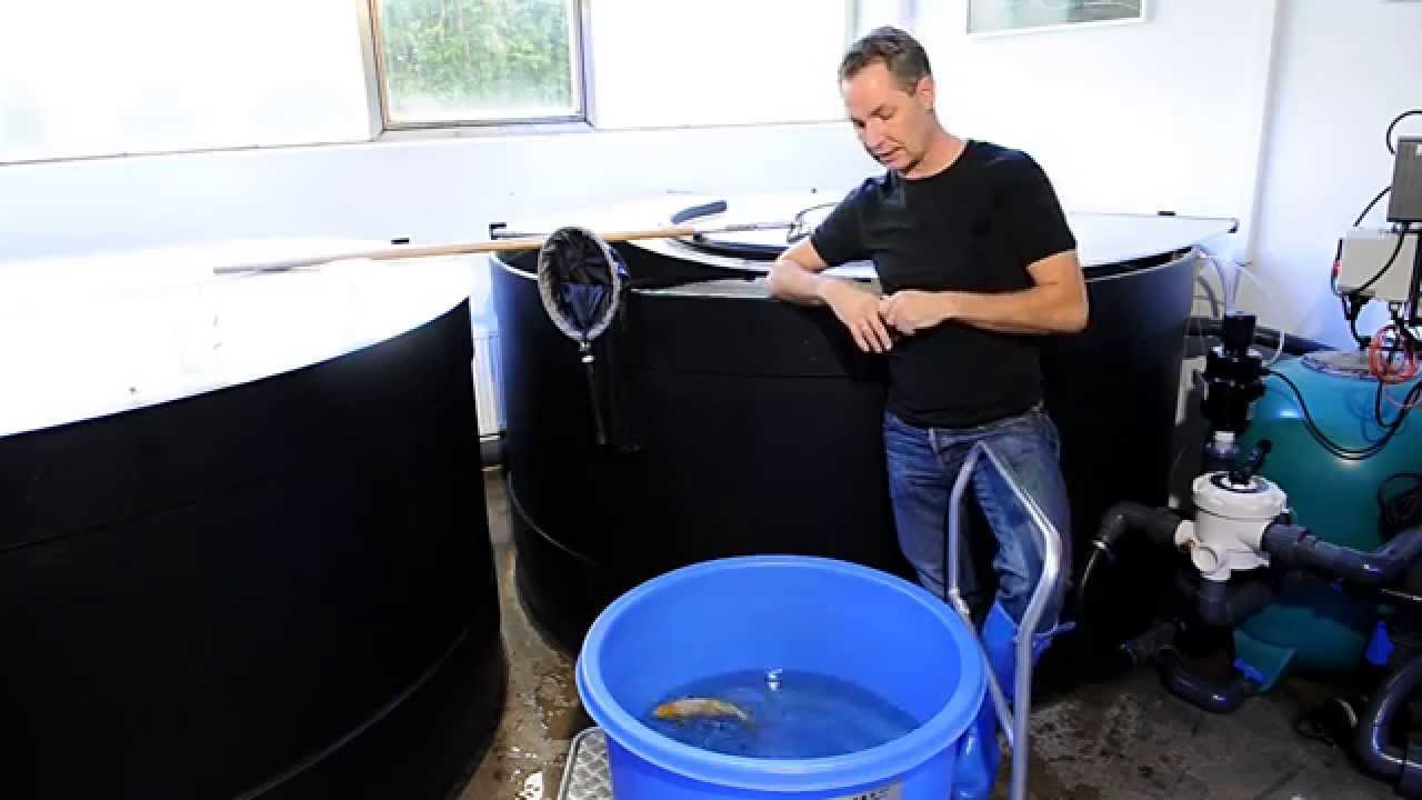 Modern Koi Blog #1 - Koyo Tosai