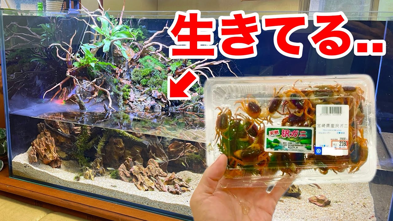 スーパーで買ったサワガニを飼育した数日後にとんでもない事実が判明してしまいました...。