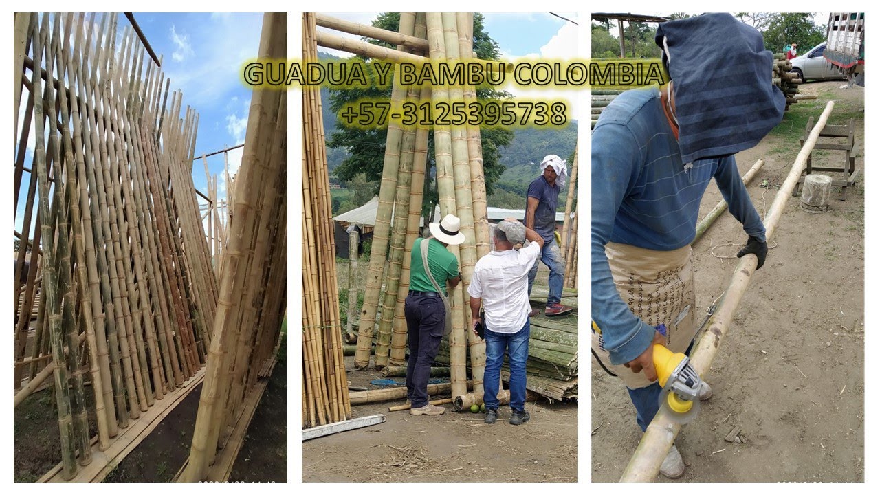 INMUNIZADO DEL BAMBU GUADUA BAMBU POR INYECCION - NO RECOMENDADO