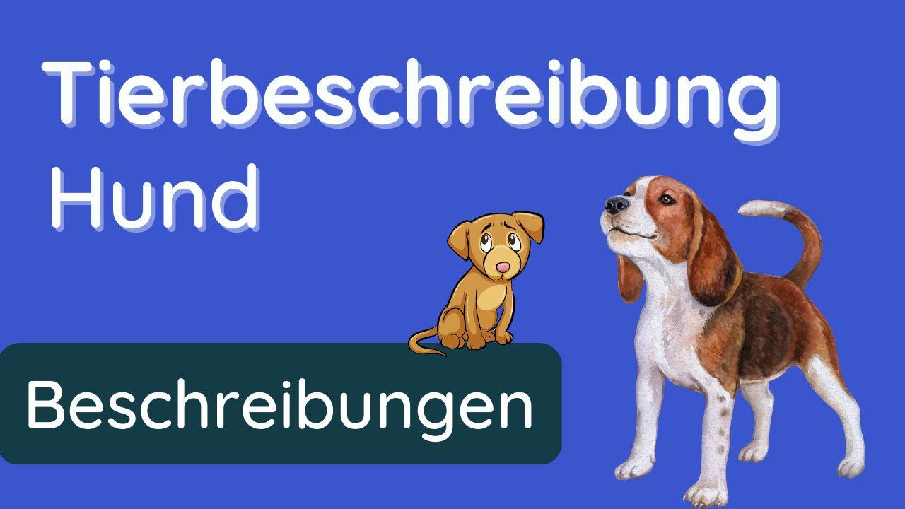 So beschreibst du einen Hund  ✅ Anleitung und Beispiel