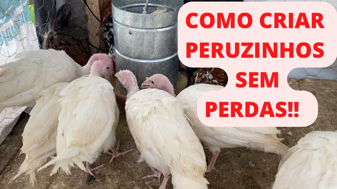 COMO CRIAR PERUS | DICA DE COMO CRIAR FILHOTE DE PERUS | É FÁCIL CRIAR PERU? COMO CRIAR PERUZINHO