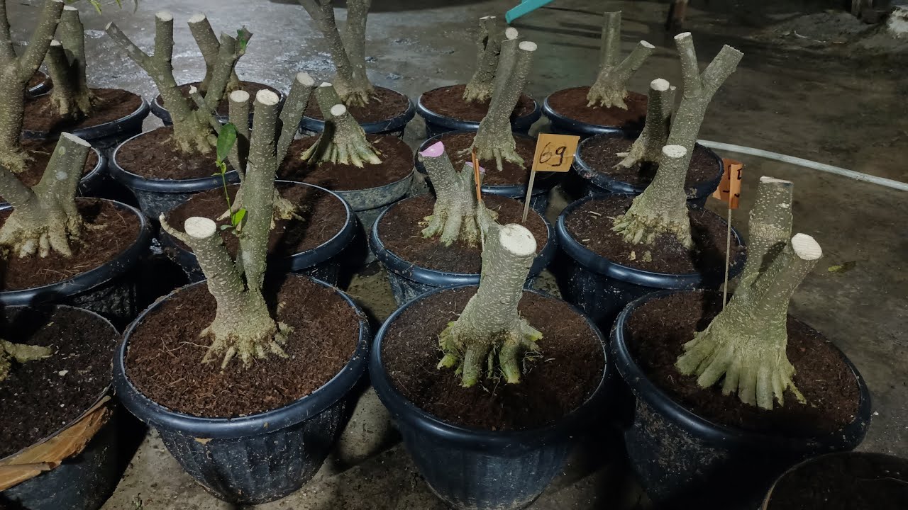 🔴 BAHAN BONSAI ISTIMEWA BERBAGAI MACAM ID GAS POLL LAH...🔥🔥