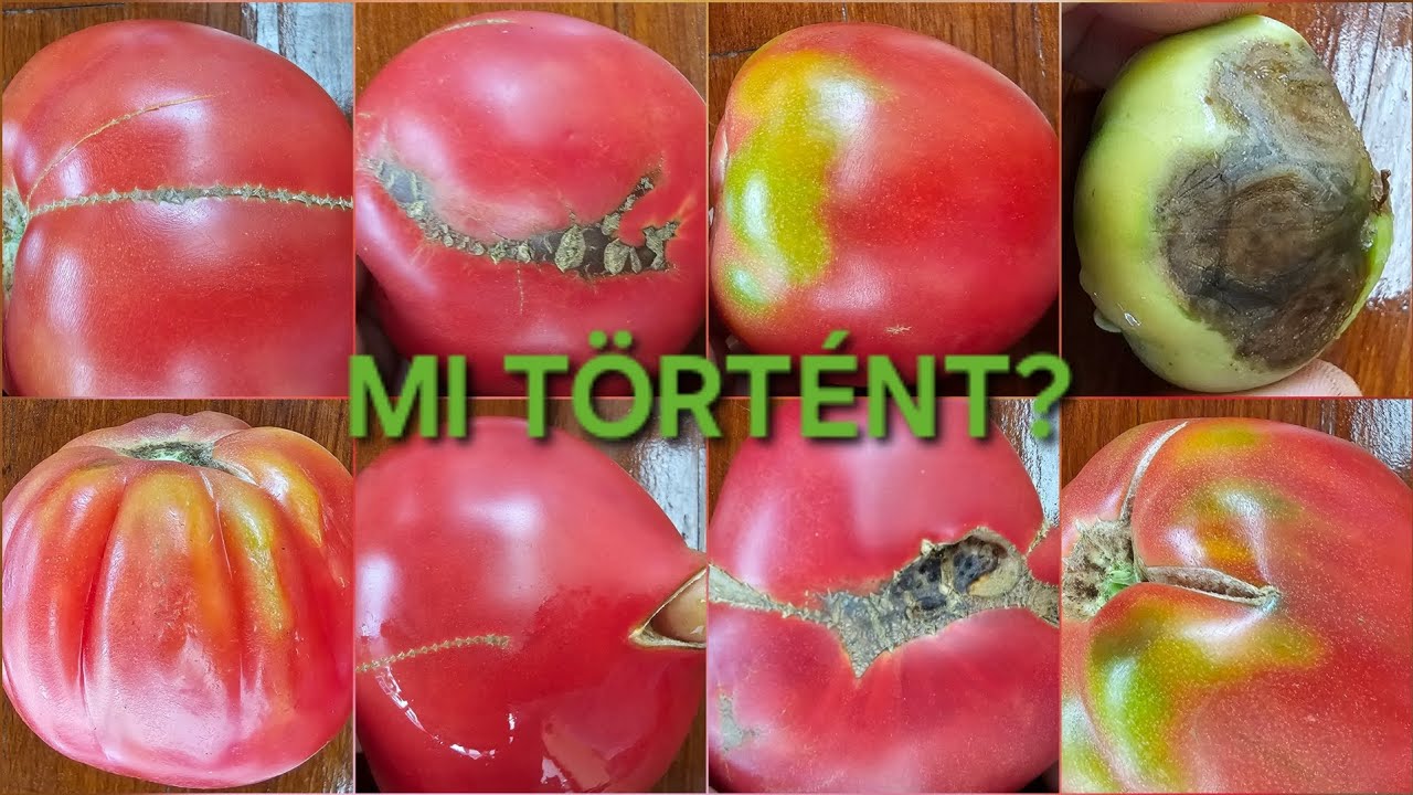 Reped, deformált, zöld, fekete a paradicsom