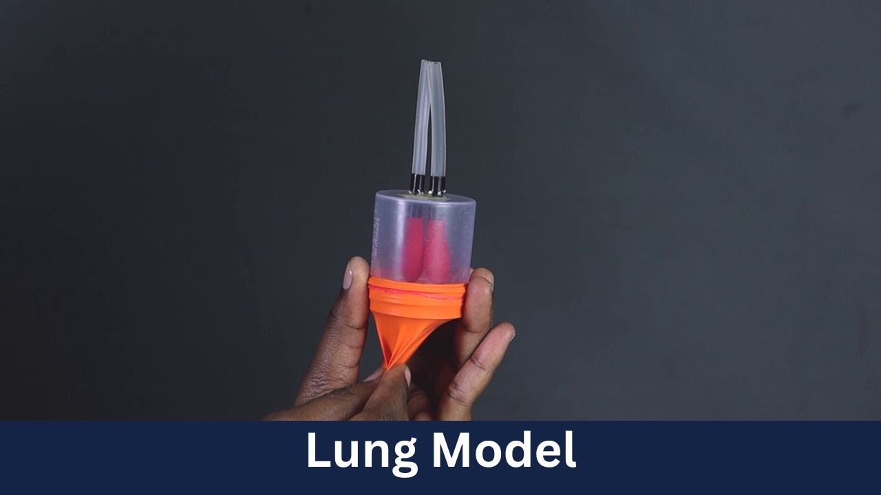 Lung Model | DIY Science | ThinkTac