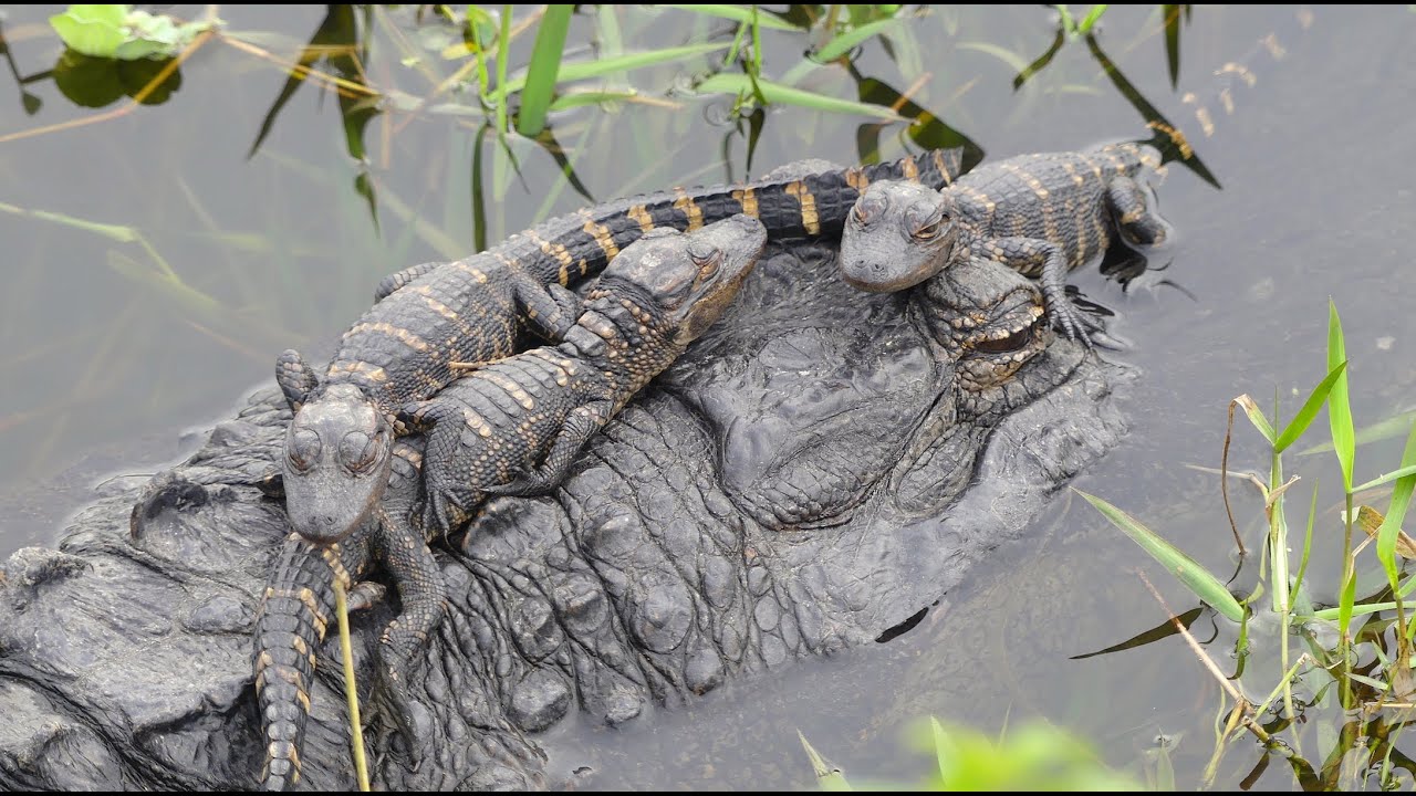 ALLIGATOR BABIES "GETTING COMFY" ON TOP OF MOTHER