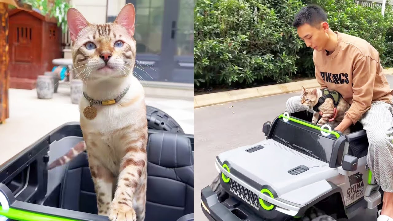 八條年紀輕輕就有房有車，瞬間膨脹藐視其他貓咪，開車出門都滿臉王霸之氣~【小鋒真喵啊】#貓小院 #貓咪小院的日常