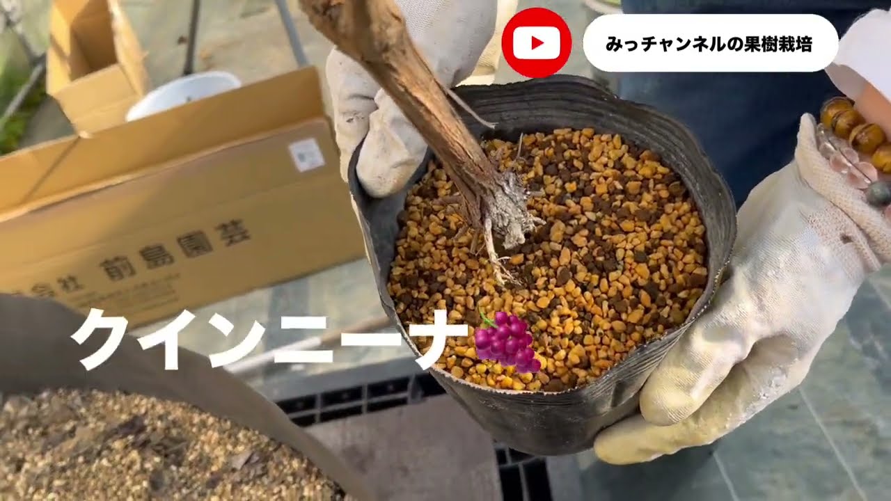 ぶどうの植え付け（クインニーナ、BKシードレス）