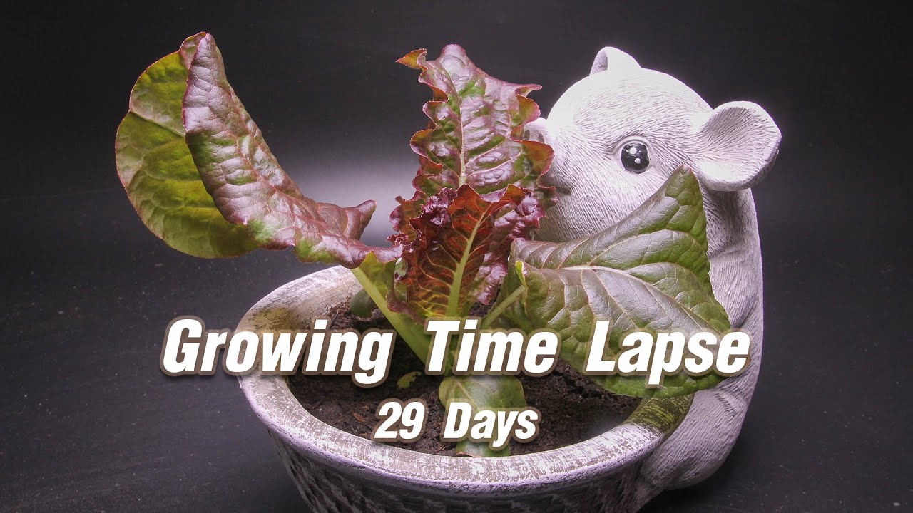 Growing Red Cos Summer Lettuce Time Lapse 29 Days