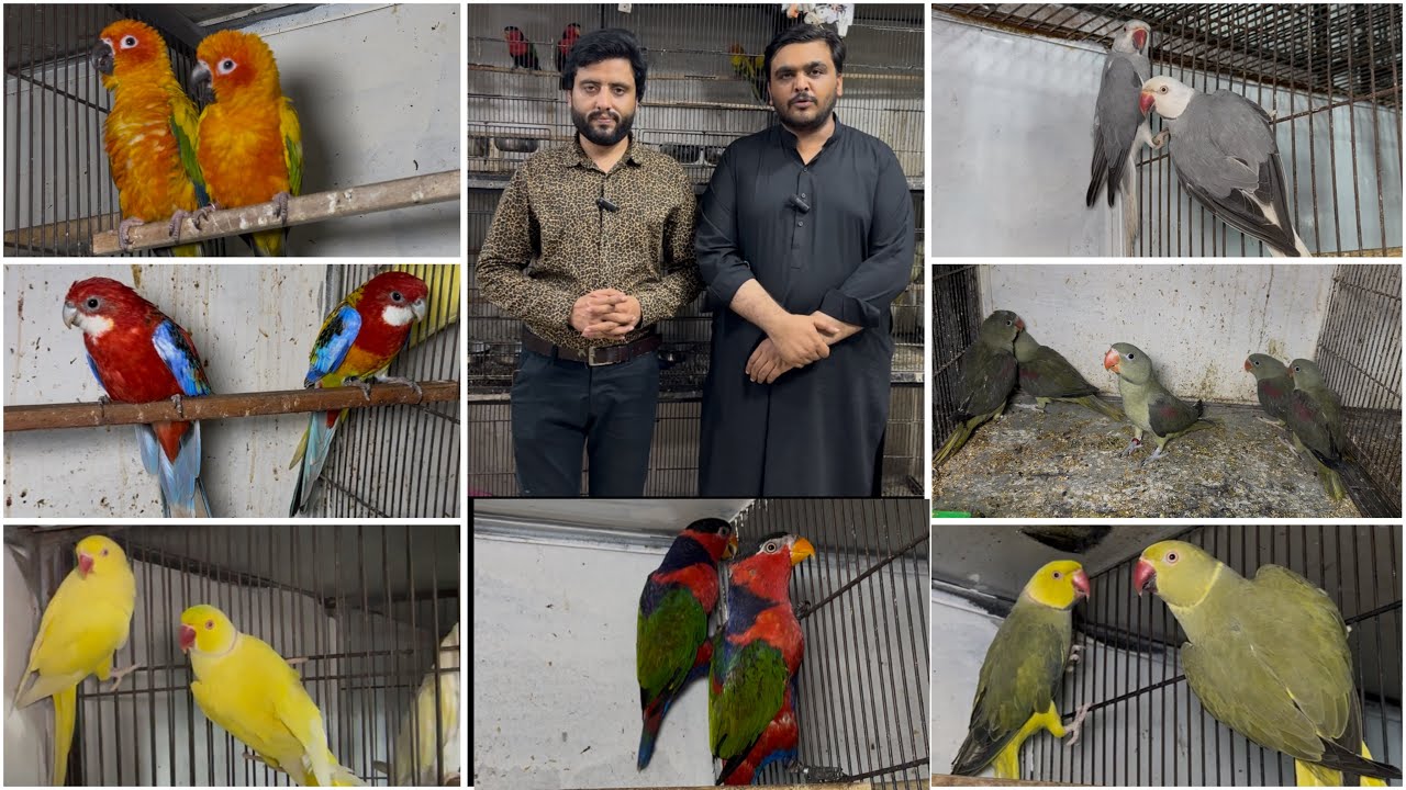 Multan Birds Market Rasheedabad 11 Marach 2026 | pakistan bird market | birds Vally | youns khan