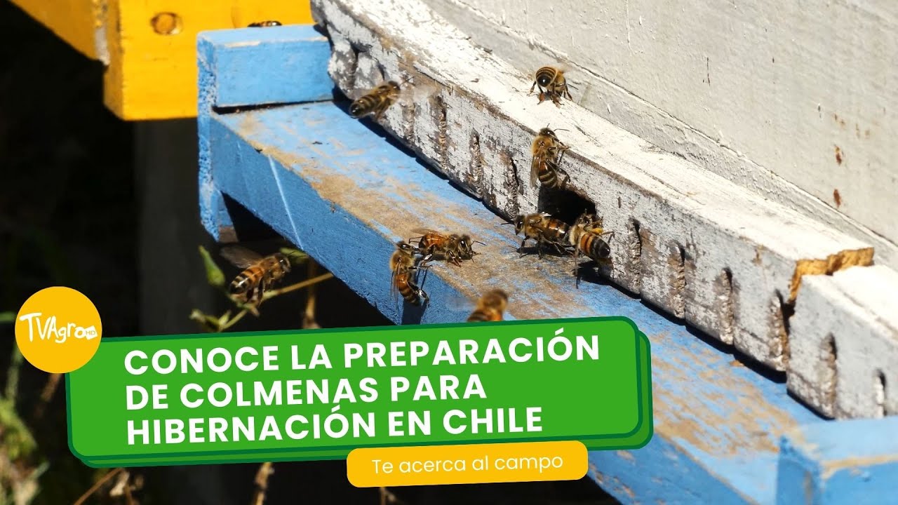 Conoce la preparación de colmenas para hibernación en Chile - TvAgro por Juan Gonzalo Angel Restrepo