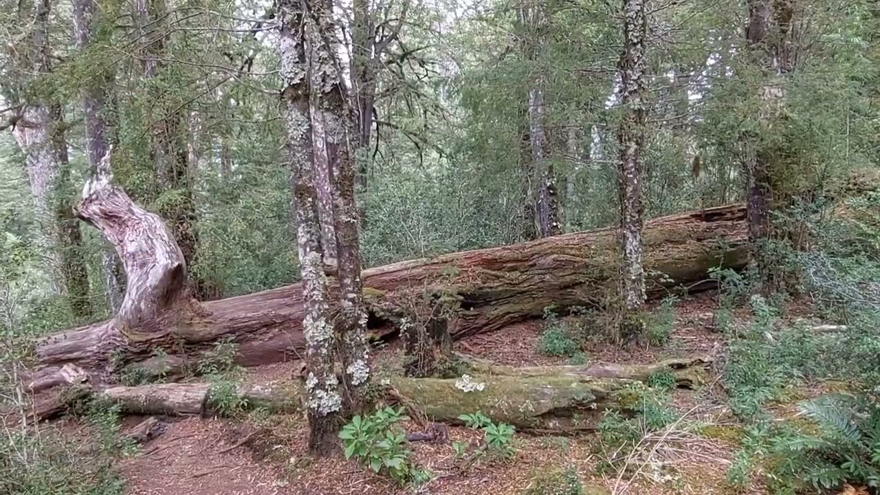 Caminata Consciente: Sonidos del Bosque para Aliviar la Ansiedad (ASMR)